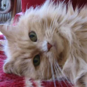 Schau mir in die Augen, Kleines...