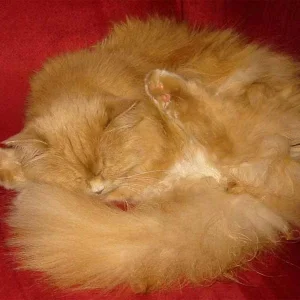 Wenn das Putzen doch nicht so anstrengend wäre!