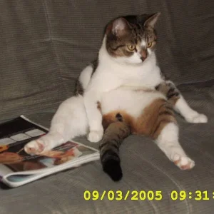 Sir Einstein als Al Bundy vorm TV