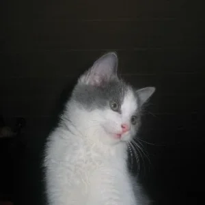 wo kommt das Foto her?