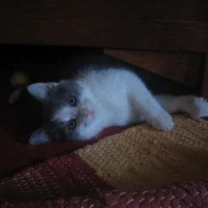 ich bin´s schonwieder