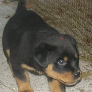 ronjas knuddelgesichtchen