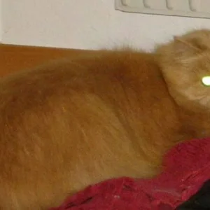 Die Katze mit den Monsteraugen