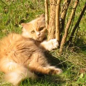 Das ist mein Baum!...