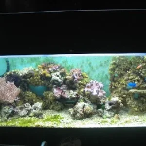 Das Meerwasserbecken komplett