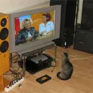 Schiwa kuckt:Tiere suchen ein Zuhause