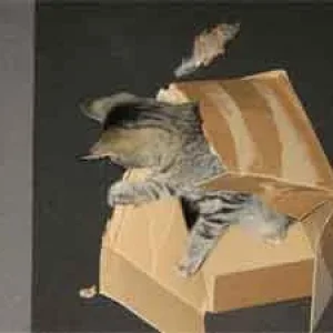 Bewundernswert so ein Karton