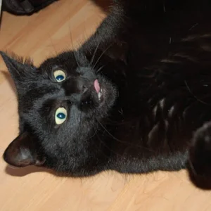 Baghira fixiert Beute