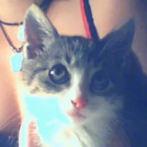 Sugar mit dem unschuldigen Blick