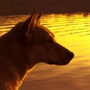 Funny im Sonnenuntergang