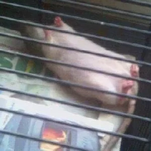 keine Angst, die lebt noch....