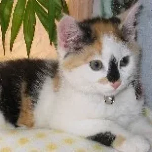 guck mal Flauschfussel