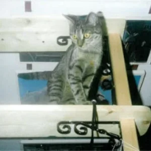 Da will aber jemand hoch hinaus