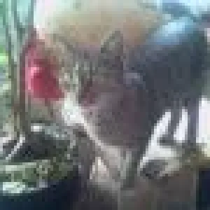 Mimi meine zierliche Tigerdame