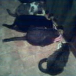 Alle vier auf einen Streich