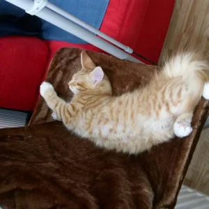 Giovanni mein Herzensbrecher