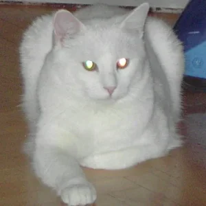 welche Augenfarbe hab ich?