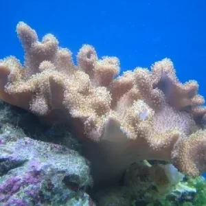 Die Pilzlederkoralle