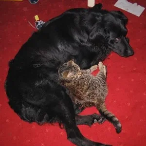 mein zotteliger Freund