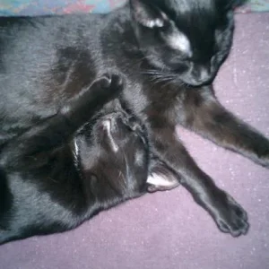 ...Eine Schulter zum Anlehnen...