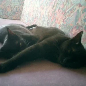 Wir sind sooooo faul!