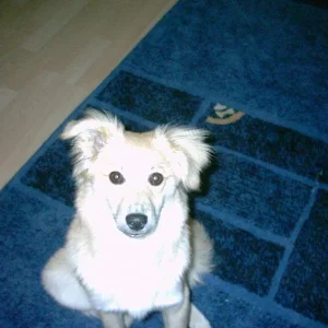 Das war mein Hund Jimmy..