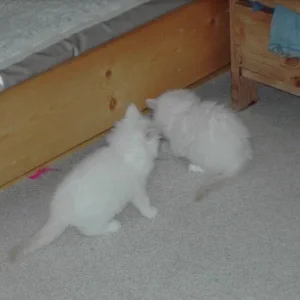 Elias mit Brüderchen