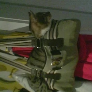 Phybie und die Taschen...