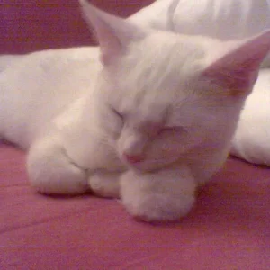 Schneeball liegt auf einen Schneeball :-)