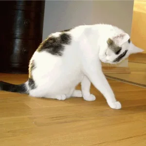 meine hübsche Fleckimaus