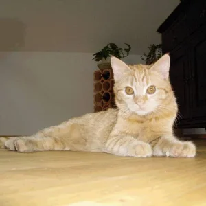 was sagt ihr zu meiner eichenfärbigen Schönheit?