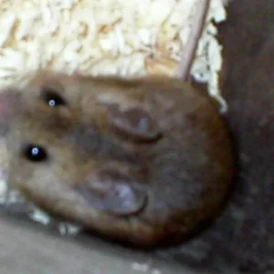 ein mäuschen namens speedy