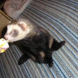 Augi - mein blinder Lauser