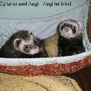 solche lieben Kerlchen