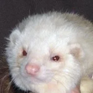 Max, der nicht mehr unter uns ist