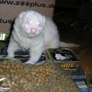 Fridolin vor einem Jahr: gesund und munter