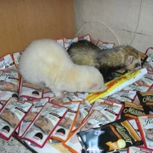 endlich mal ne Futterspende - danke Babsi, Kordi u Martina!