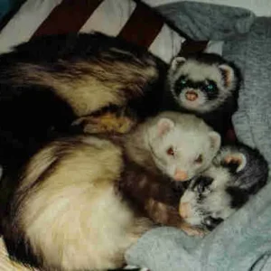 meine ersten drei - seufz