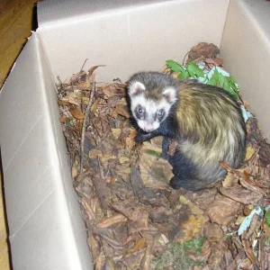 natürlich kommt auch der Wald ins Wohnzimmer