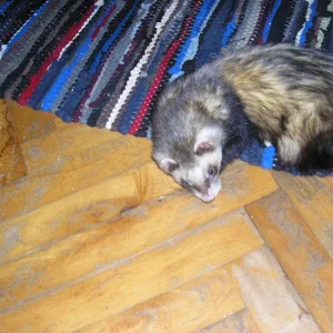 mein über alles geliebter, vermisster Kopfi