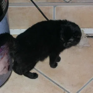 Shadow - unser kleines Teufelchen