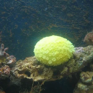 Fingerlederkoralle und Goniopora