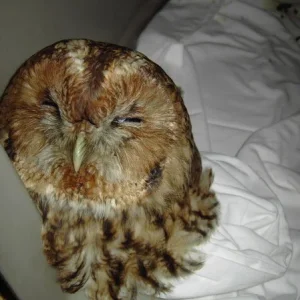 ein Waldkauz