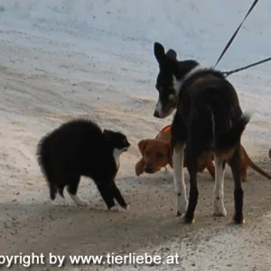 Auch wenn ich noch klein bin, kann ich schon riesig werden!