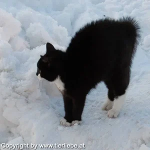 kleinergrosserkater3