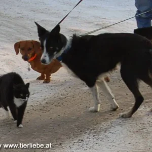 kleinergrosserkater4