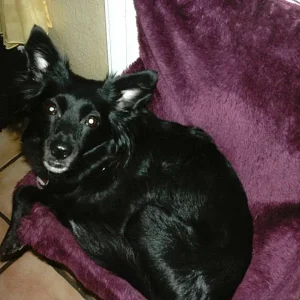 Spitzmischling Molly