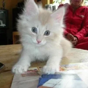 und noch mal Twinkle