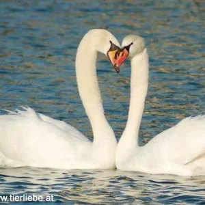 Liebende Schwäne