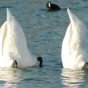 ..... Schwänzchen in die Höh....